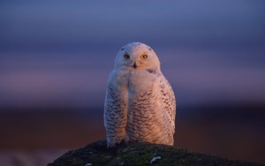 white owl