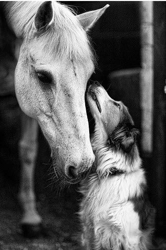 horse and dog