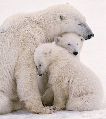 Mama and 2 cubs polar bears