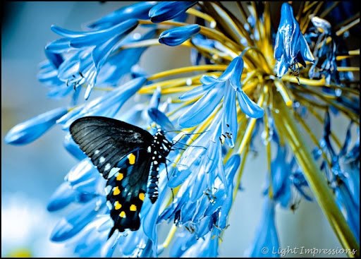 blue butterfly and flower
